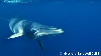 Экологические группы и активисты по защите прав животных осудили новый японский доклад в Научный комитет Международной китобойной комиссии (МКК), подтверждающий, что 122 беременных кита были среди 333 гарпун   во время последней охоты китобойного флота в Южном океане