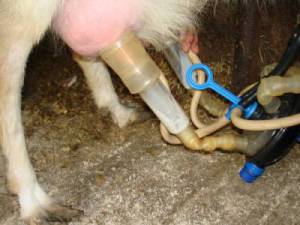 зміст:   В даний час доїння корів вручну можна зустріти лише в індивідуальному господарстві, де всього одна тварина