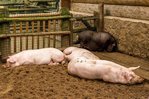 Що ж знадобиться для створення своєї свиноферми в домашніх умовах