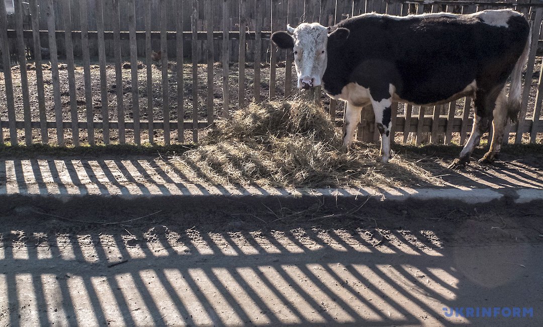 І звичайно, корови повинні підлягати ветеринарному догляду », - говорить Олена Ковальова