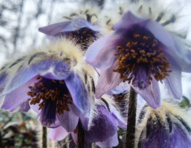 У Приамур'ї простріли, судячи по сторінках амурчан в соціальних мережах, вважають за краще просто фотографувати, за рідкісним винятком залишаючи синьо-блакитні квіти рости