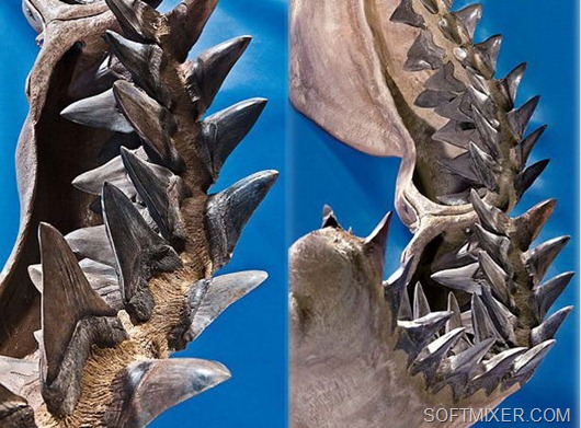 Якщо скам'янілі зуби вимерлих дуже давно мегалодон мають темно-коричневий, бурий колір, то «свіжі» зуби, виявлені вченими, були набагато світліше, а ось зовсім білий зуб буде означати тільки одне - мегалодон все-таки дожив до наших днів
