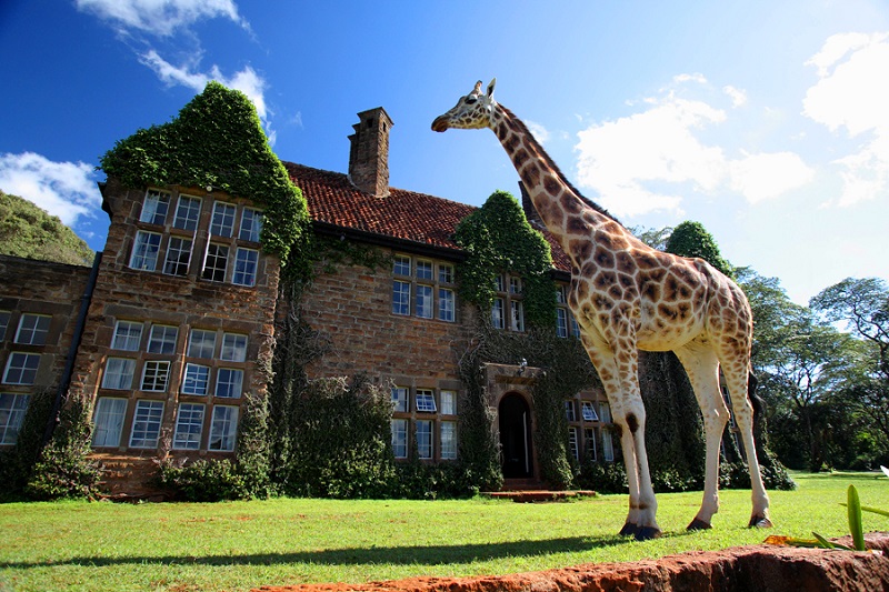 Любителям дикої природи і екзотичних місць для відпочинку обов'язково припаде до душі цей готель Giraffe Manor, який разом із пов'язаною з ним розплідником Giraffe Centre служать притулком для зникаючих жирафів Ротшильда, а також управляє програмою їх розведення