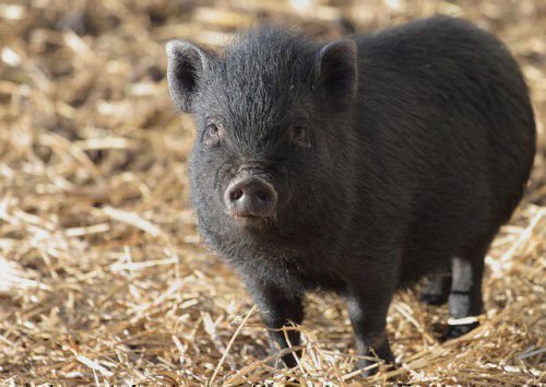 Недостатньо вибрати відповідний раціон для свиней, краще знати в яких кількостях годувати тварину щодня