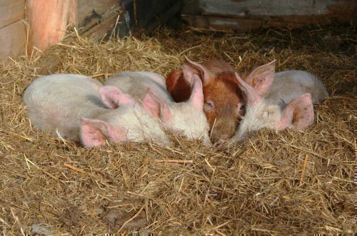 Своїми руками виготовити корм для свиней не становить труднощів, головне володіти необхідним рецептом