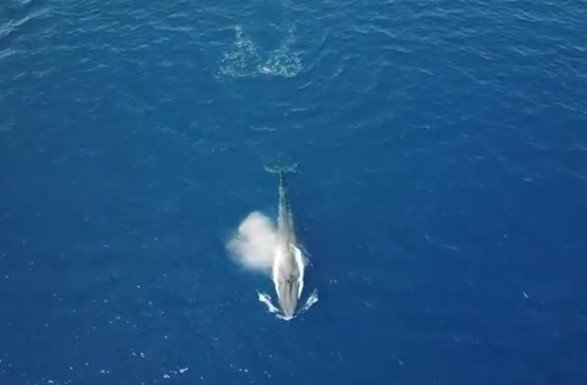 На даний момент у відомстві не знають, що послужило причиною такої поведінки синього кита