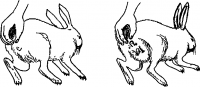 Щоб визначити стать кроленя, ви повинні взяти його лівою рукою близько крижів, одночасно прихоплюючи і хвостик, а правою рукою обережно натиснути на шкіру черевної стінки, кілька відсуваючи її в протилежну сторону від хвоста