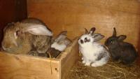 Кроленят (отсаженних) поміщають в вільні, чисті і добре продезінфіковані групові клітки або в клітини, призначені для повновікових кроликів