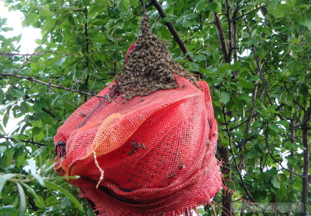 Зазвичай рій прищеплюється на дереві і сидить там пару годин - за цей час бджоляр майже завжди його забирає